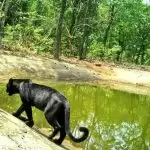 Bagheera from Jungle Book found in Goa sanctuary by netizens