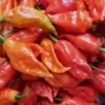 Indian chillies spice up China’s kitchens with bowl of rice
