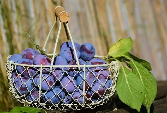 7 Winter Fruits that you should eat in Winter for your good health.