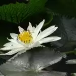 Famous Botanical Garden In India, To visit.