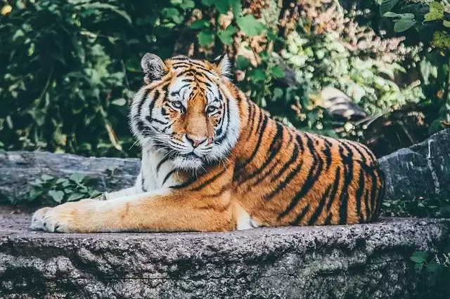 Best Places for Wildlife Safari Holidays in India