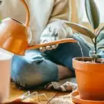 How To Properly Water Your Plants