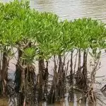 A win-win: Irula community prospers with mangrove forests of Pichavaram