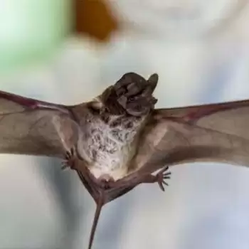 Chinese scientists found samples of new type of coronavirus in bats: report
