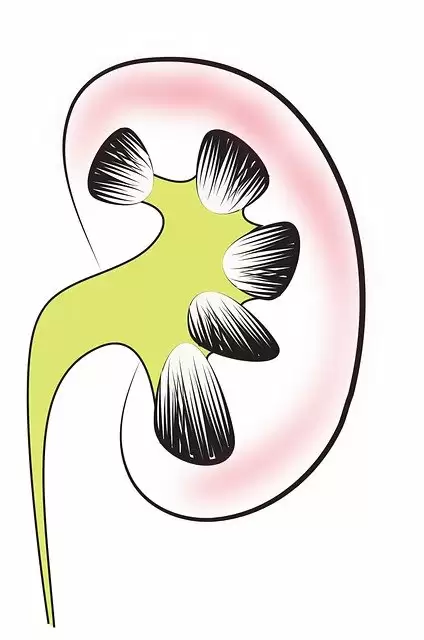 Rules To Keep Your Kidneys Healthy