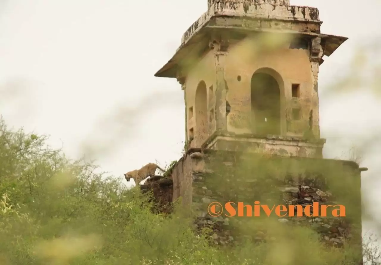 Panther stuns everyone in Udaipur’s hill Bedla Audhi