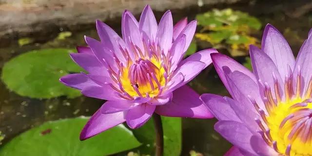 Famous Botanical Garden In India, To visit.