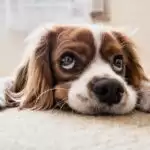 Dental problems can cause deadly problem for your pet 