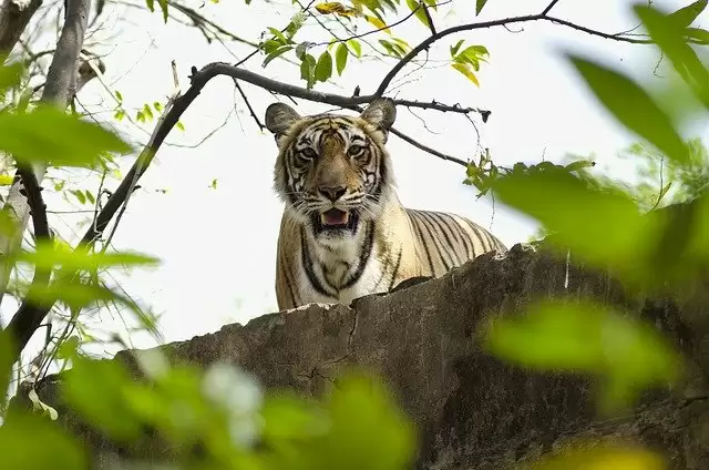 Best Places for Wildlife Safari Holidays in India