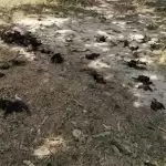 Mysterious death of hundreds of bats in UP-Bihar