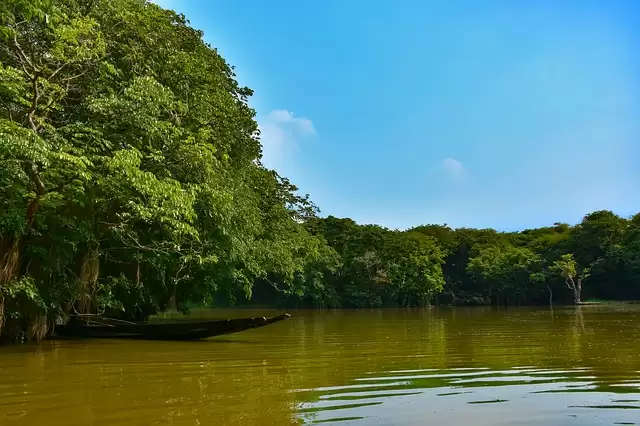 Let’s Explore The World’s Largest Forests.