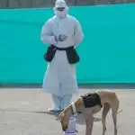 Indian Army using dogs to detect Covid-19 to cut time delay