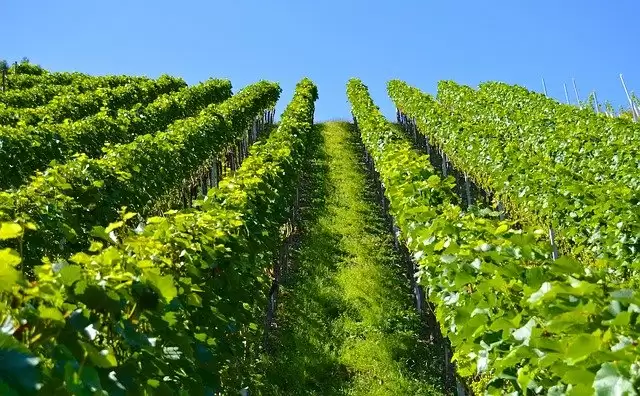 Vineyards Near Mumbai That You Can Visit With Your Valentine