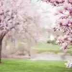 Must-Visit Asia’s Spring Destinations
