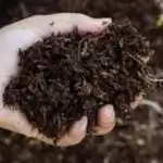 Sri Lanka, China contaminated fertiliser row continues to fester as Qingdao doubles price