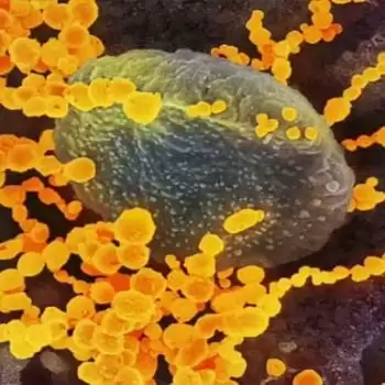 Yellow Fungus: Symptoms, Causes, and Prevention