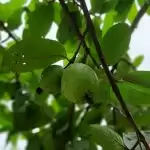 Get rid of acne, scars and pigmentation with guava leaf paste.