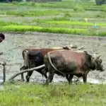 Agriculture loans not part of government’s interest waiver scheme