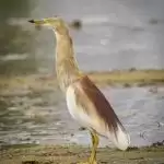 Egret’s life lesson: Be patient and respect your instinct