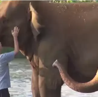 Elephants Reunited With Caretaker After 14 Months, Watch this adorable video!!