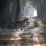 Dudhwa Tiger Reserve to be open for visitors from November 1