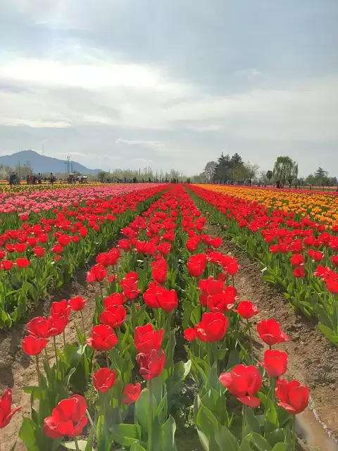 Places In India For Valentine’s Day Proposal Date