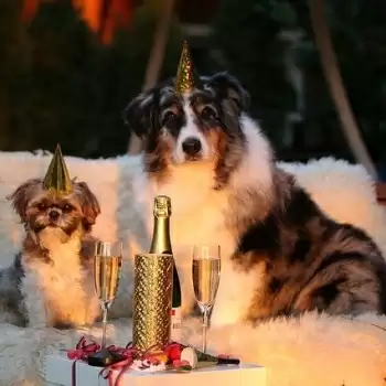 Happy New Year 2021: WhatsApp and Facebook status to share on this day.