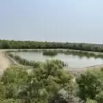 Human greed puts Sundarbans and its Royal Bengal Tigers in danger