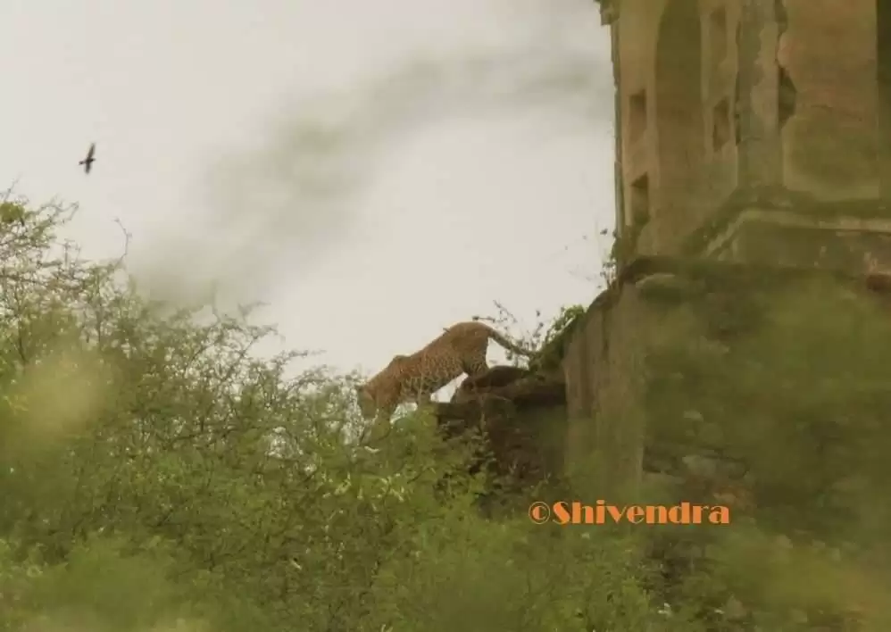 Panther stuns everyone in Udaipur’s hill Bedla Audhi