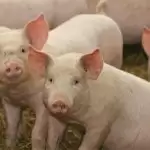 African swine fever kills 2,800 pigs in Assam, suspected of virus coming from China