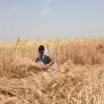 All eyes on Ministry of Cooperation to dock agri-reforms with global best practices