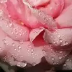Benefits of adding rose water to your routine in summer