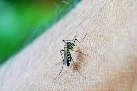 41 new dengue cases reported in Lucknow