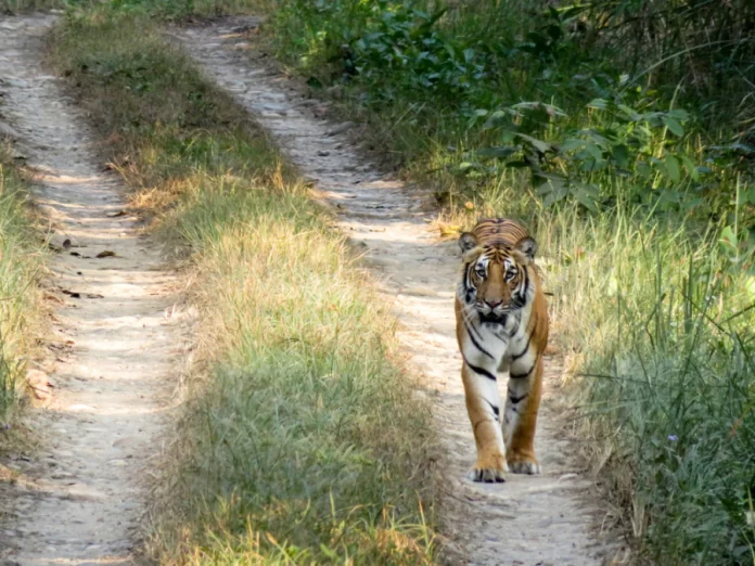 Tiger mauls 40-year-old man in UP’s Lakhimpur Kheri
