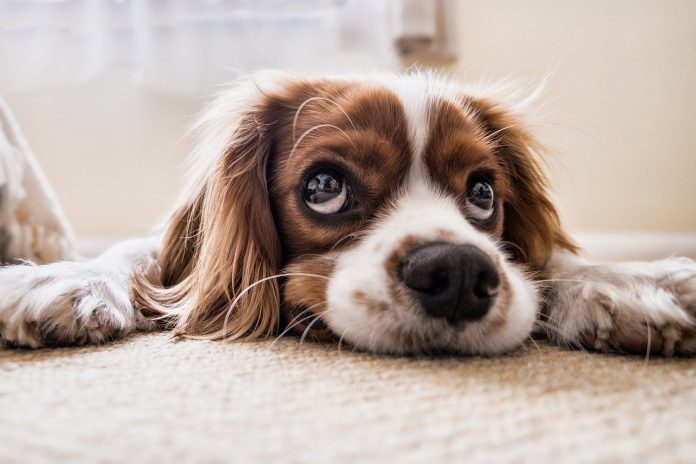 dog seeing up