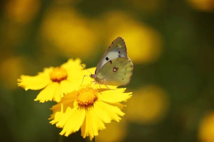 flower with butterfly