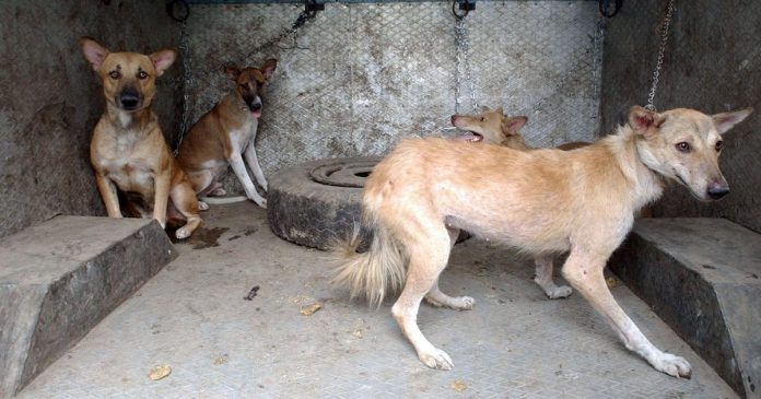 Stray dogs maul one-year-old boy in Noida area of UP