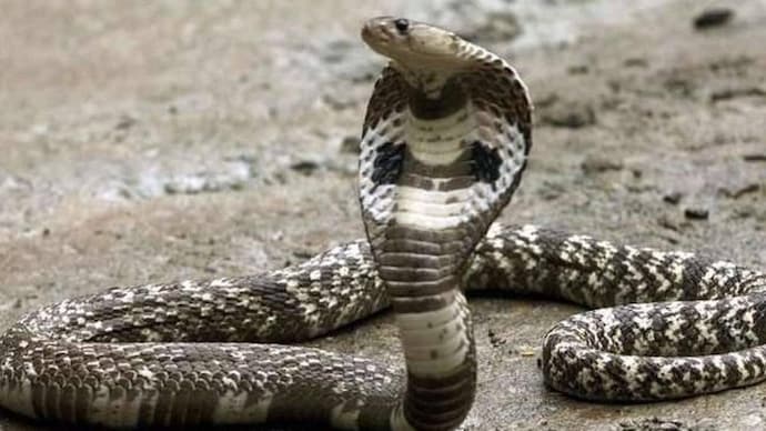 8-year-old boy bites cobra in Chhattisgarh, kills it