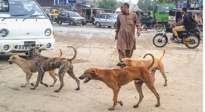 Consumer forum asks Gurugram civic body to pay Rs 2L to dog bite victim