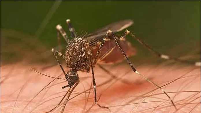 HC takes serious view about rising cases of dengue in Lucknow
