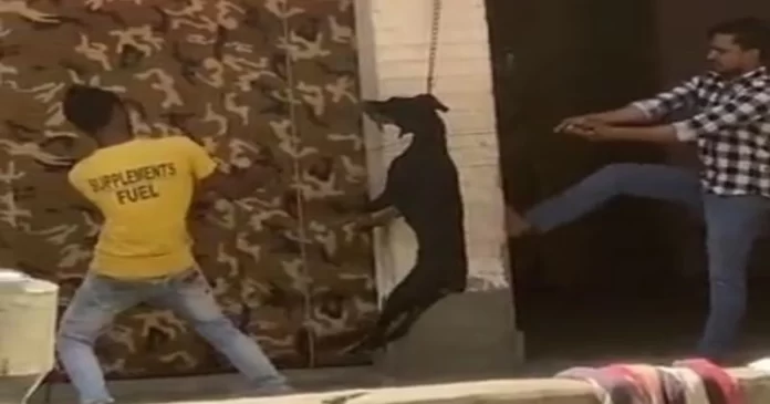 Two youths hang dog in Ghaziabad