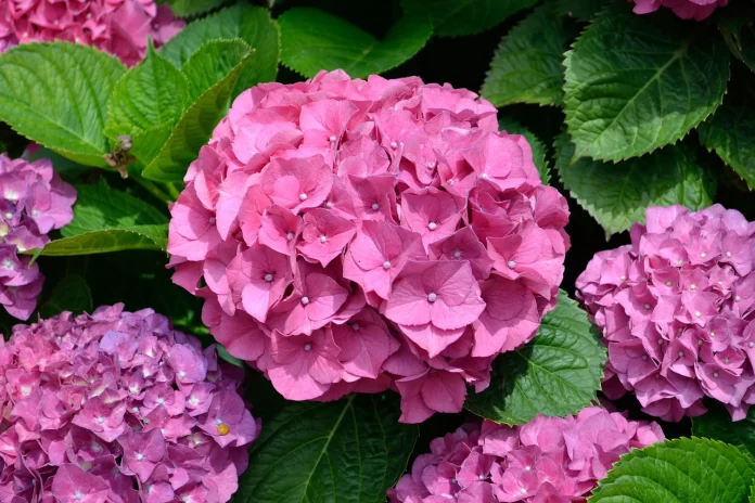 purple color flowers