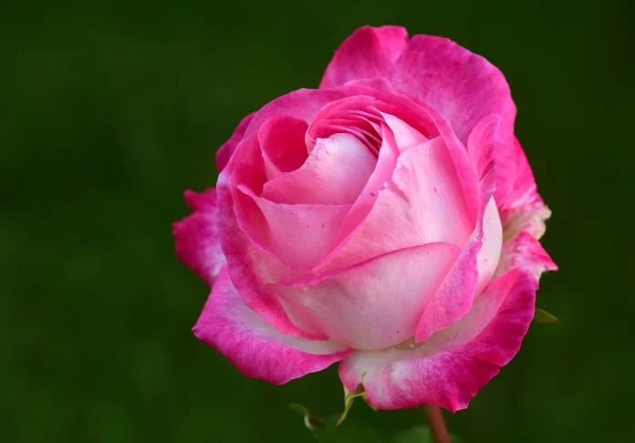single rose