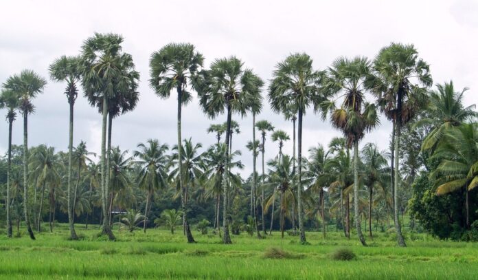 trees in kerala