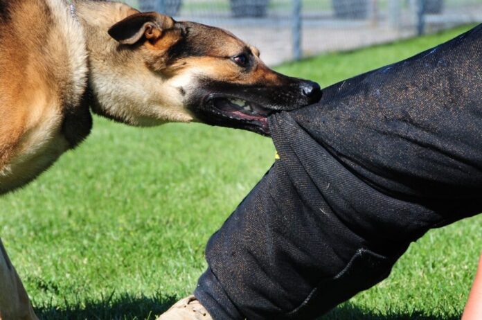 Dog bites boy, police book owner