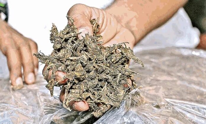 Drug peddlers detained in Delhi with Ganja worth Rs 14 lakh