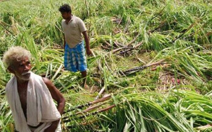 Kolhapur district administrator freed the bonded labours who worked in Sugarcane fields