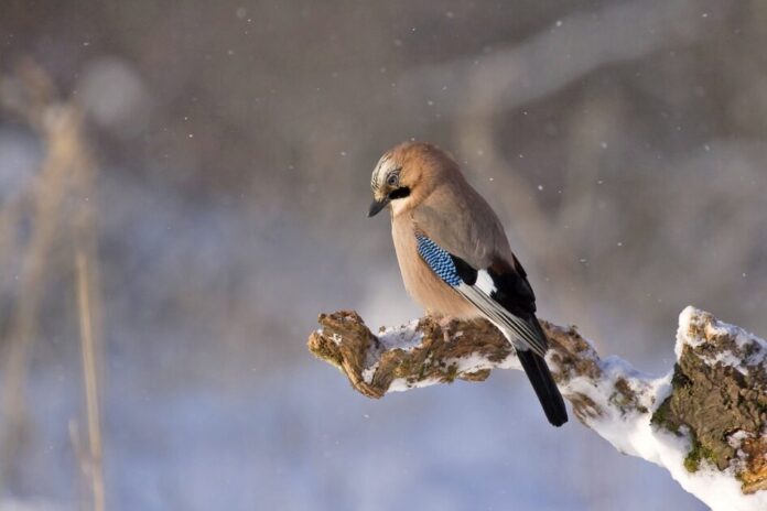 Snowfall In India