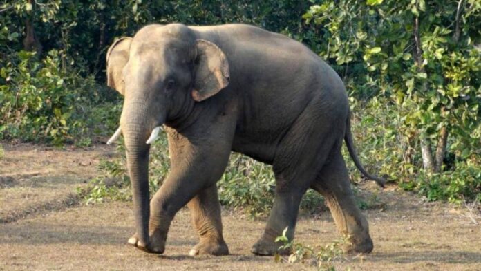 Two injured after elephant attack in Lakhimpur