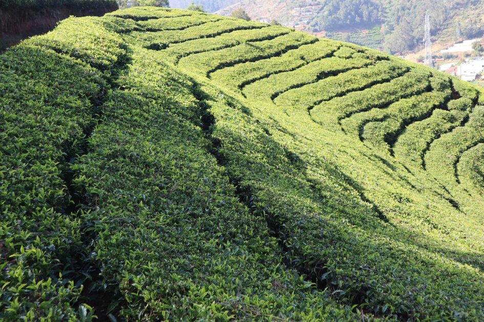 OotyUnseenPlaces2 Buziness Bytes Ooty Unseen Places